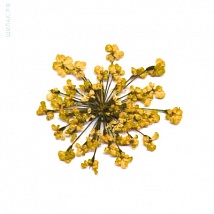 Сухоцветы (желтые цветы)